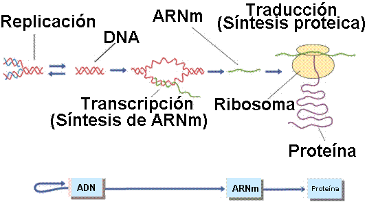 El Adn Componentes Duplicación Y Síntesis De Proteínas Rebeca